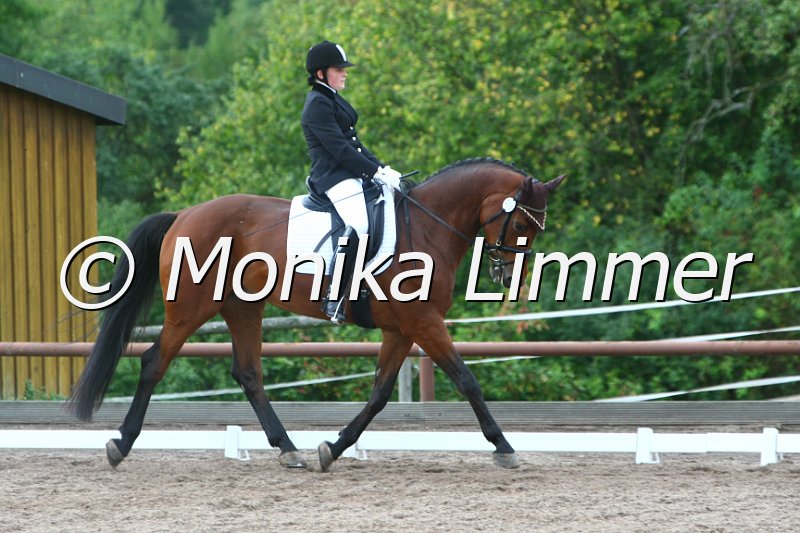 109M2435_Cosinos Boy_Dressur_A.JPG